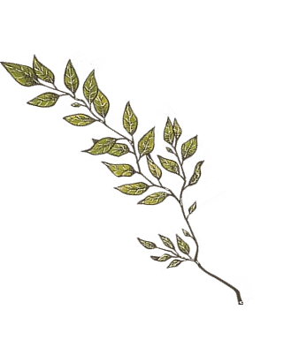 Reveal from Left Image